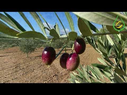 Gu&iacute;a para Obtener Ayuda Familiar en Priego de C&oacute;rdoba