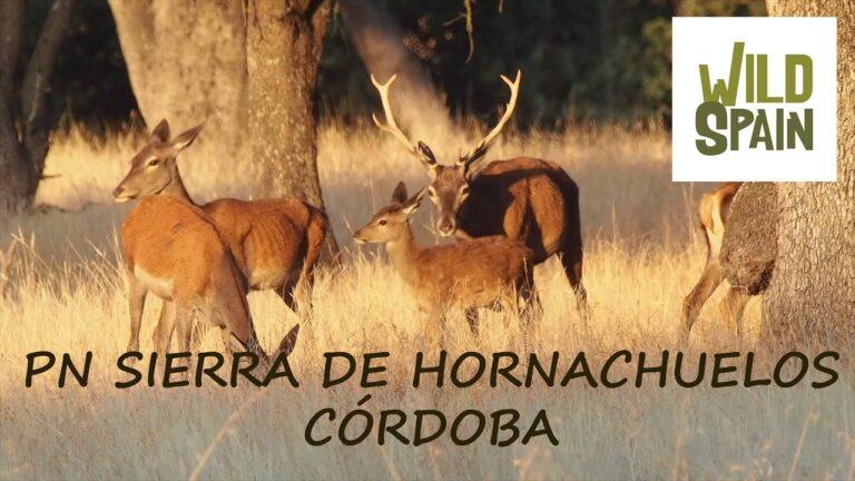 Los Mejores Parques de Almod&oacute;var del R&iacute;o