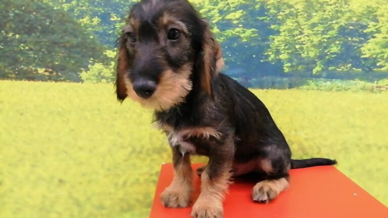 Guía de tiendas para productos de mascotas en Priego de Córdoba