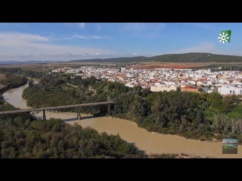 Zonas con Mayor Densidad de &Aacute;rboles en Aguilar de la Frontera
